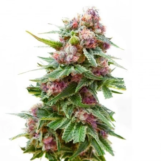 Dancehall CBD Feminized