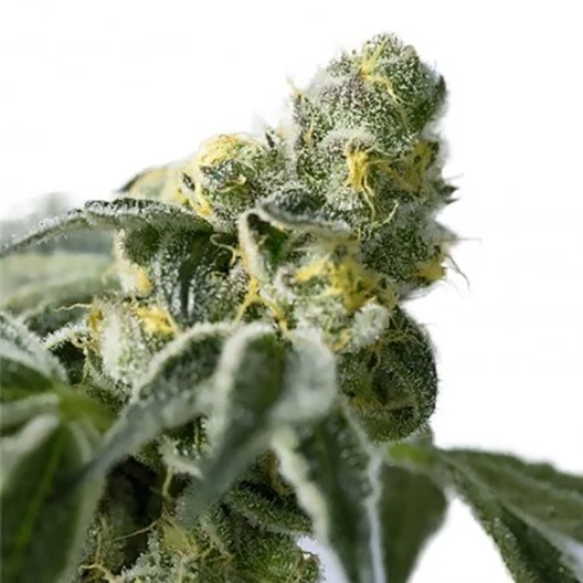 Harle-Tsu CBD Feminized