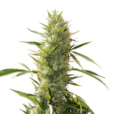 Lemon OG Kush Auto