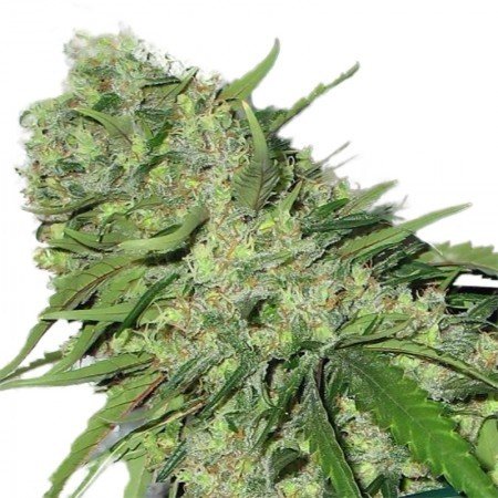 Medicine Man Feminized
