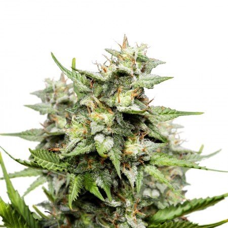 Motorbreath #15 Feminized