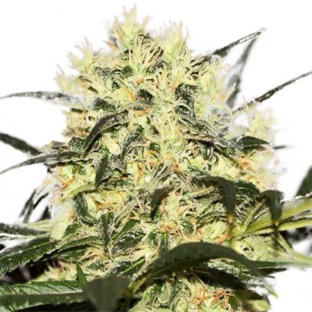 Neville's Haze Auto