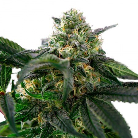 Nordle CBD Feminized