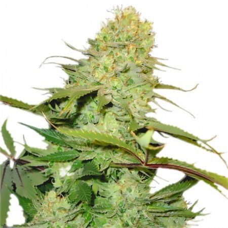 Orange Kush Feminized