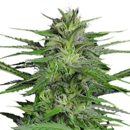 Purple Gorilla Feminized