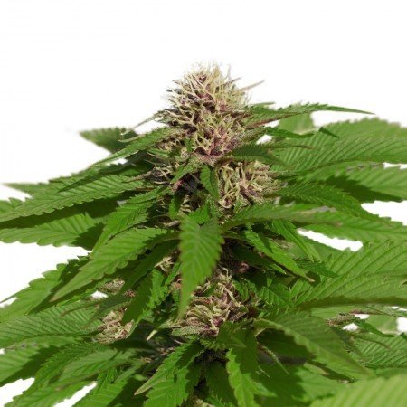 Purple Punch Feminized
