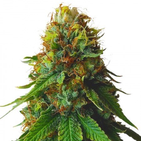 Sour Amnesia Auto