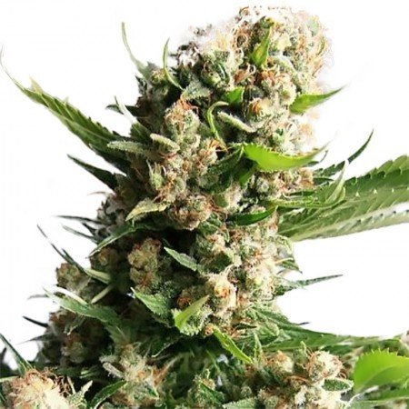 Sour Tsunami CBD Feminized