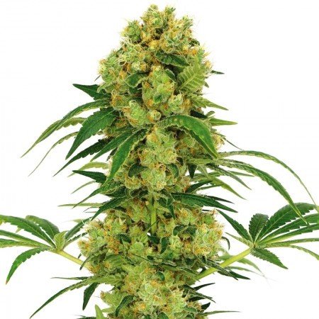 Stephen Hawking Kush CBD Feminized