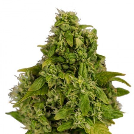 Sweet and Sour Widow CBD Feminized