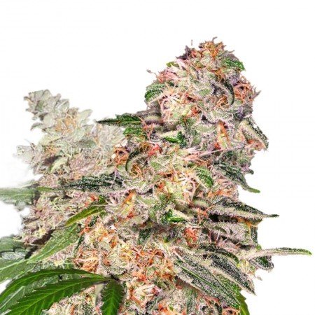 Valentine X CBD Feminized