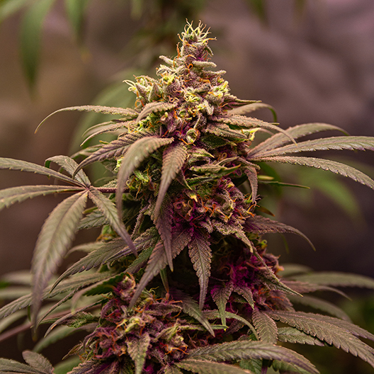 Grape Kush Feminized