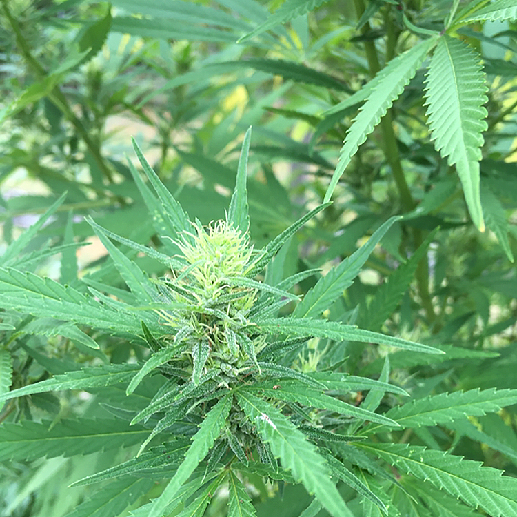 Fucking Incredible Feminized