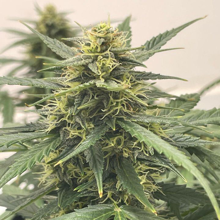 BCN Diesel CBD Feminized