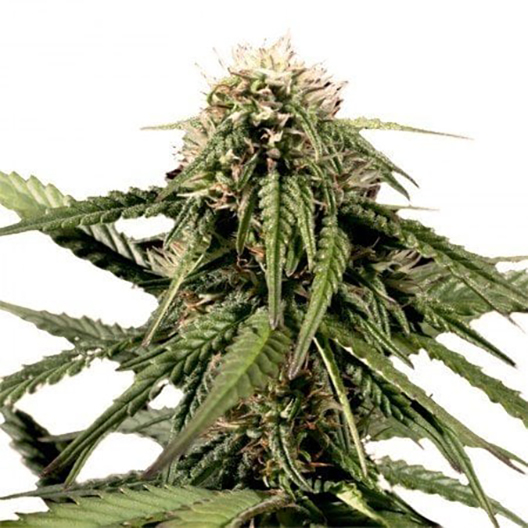 Blue Haze Auto