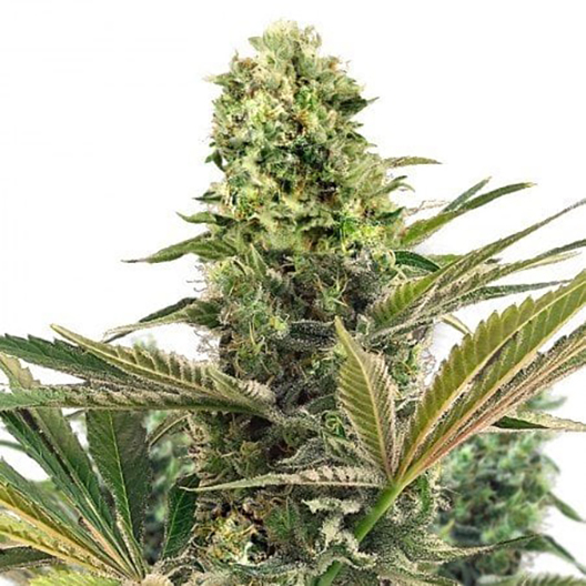 Caramel CBD Feminized