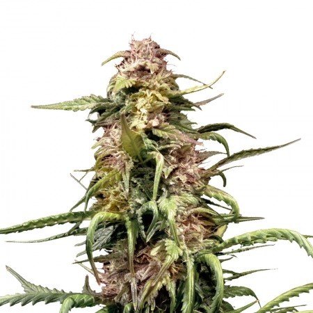 MedGom CBD Feminized