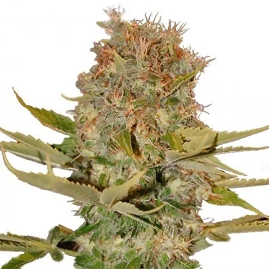 OG Kush CBD Feminized