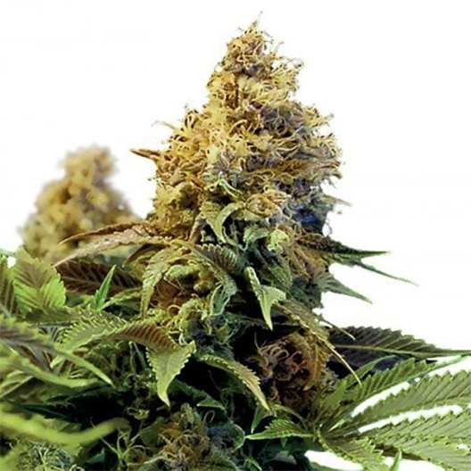 PH Haze CBD Feminized