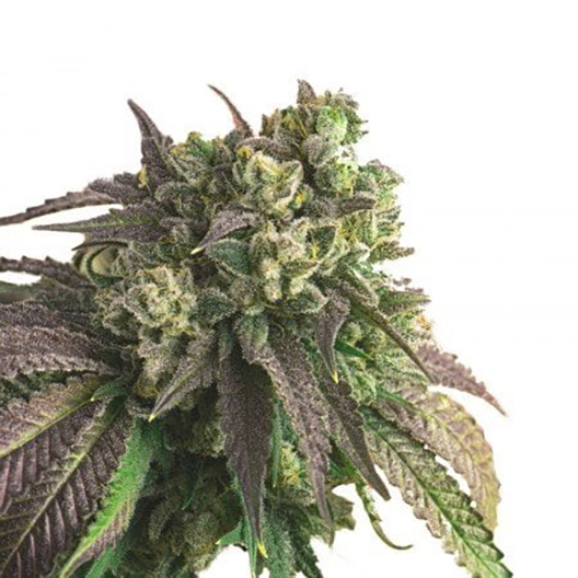 Therapy CBD Feminized