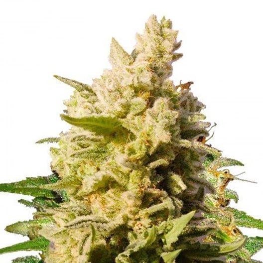 Cali Kush Feminized