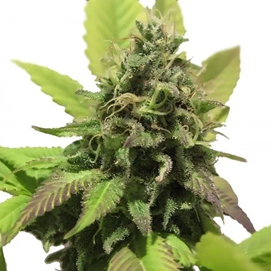 California Love Feminized
