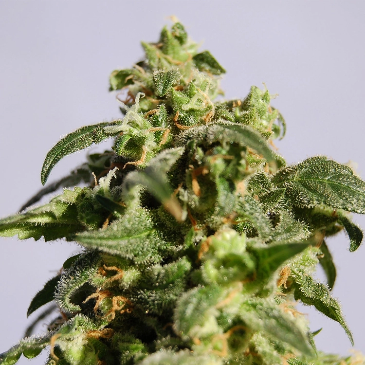 Cherry Diesel Auto