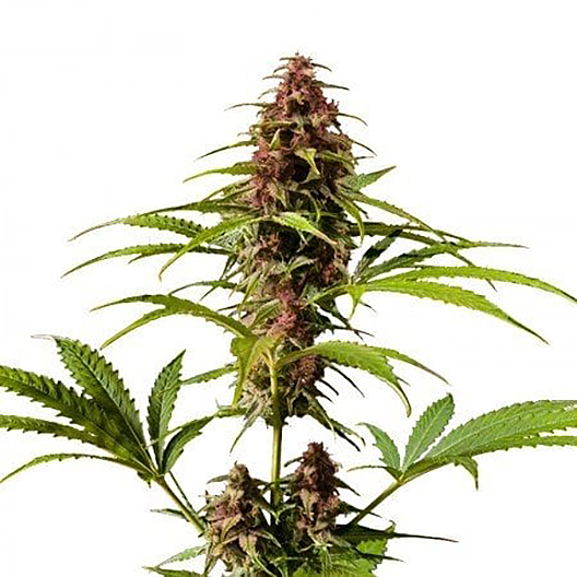 East Coast Sour Diesel Feminized