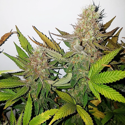 Gods Green Crack Auto