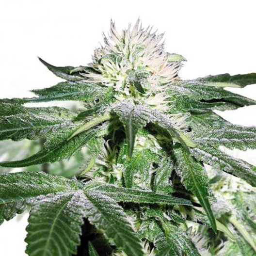 Haze CBD Feminized