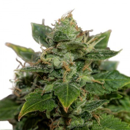 Mataro Blue CBD Feminized