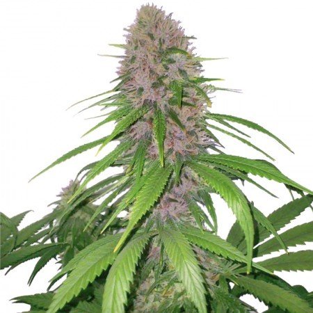 Royal Highness CBD Feminized