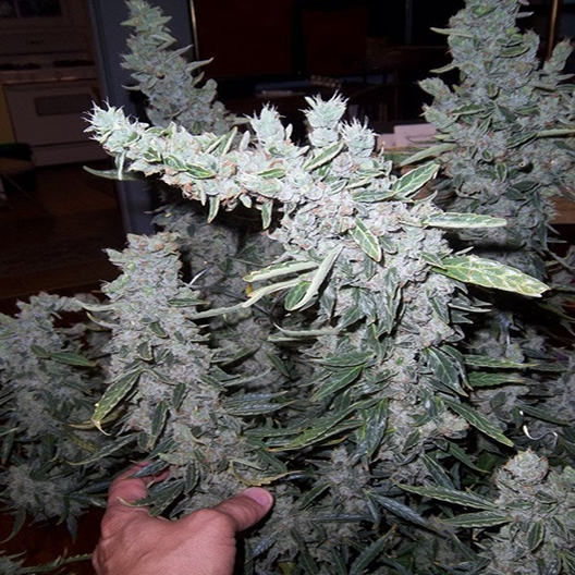 Trinity Feminized