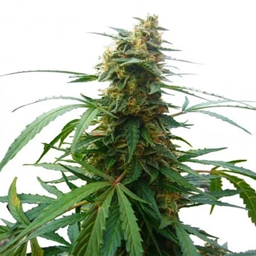 Solomatic CBD Feminized