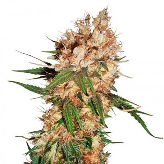 Blue God Feminized