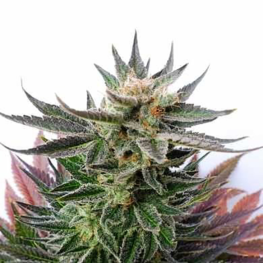 Fortune Cookies Auto