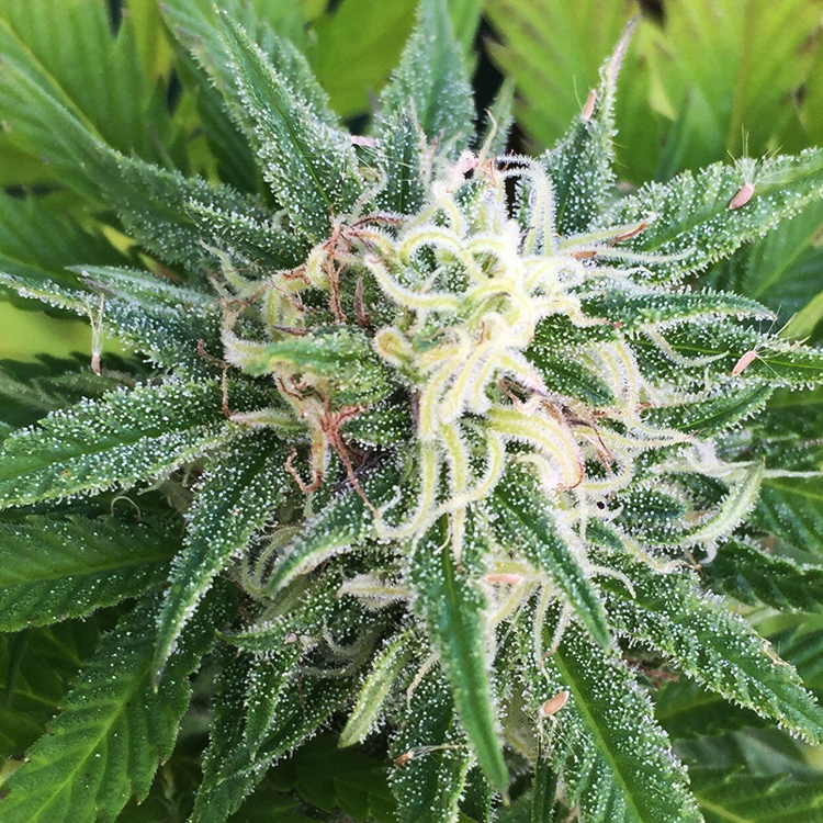 Green Goddess Feminized