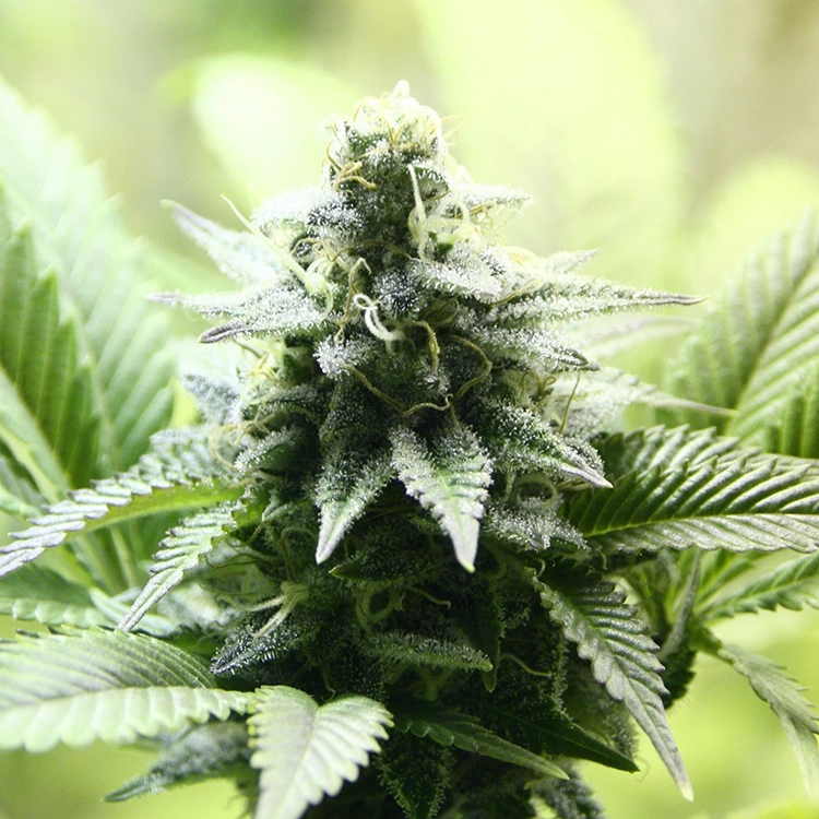 Jack Frost Auto