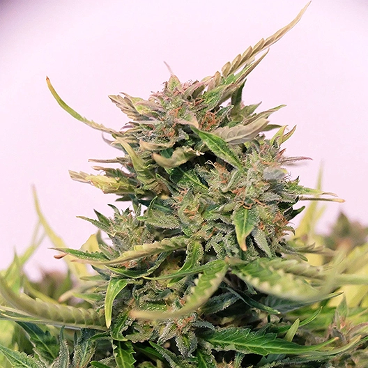 Key Lime Pie Feminized