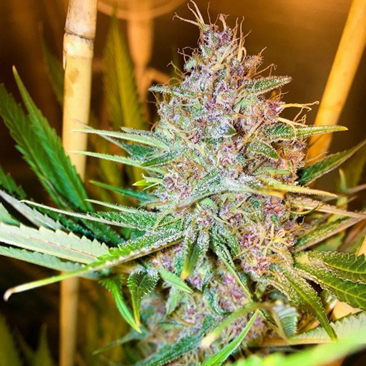 Original Glue Feminized