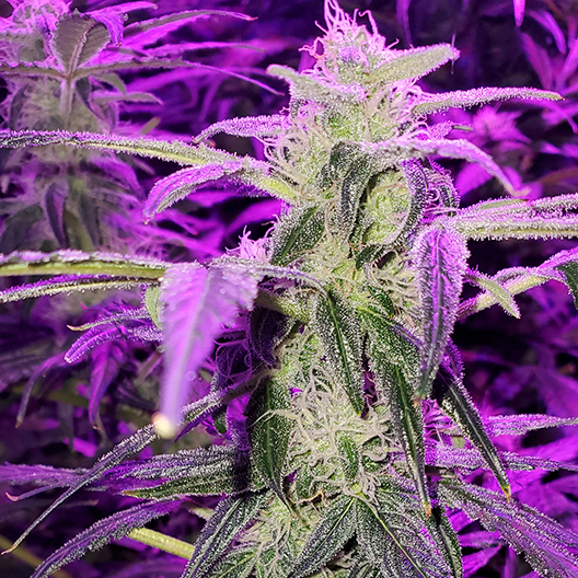 Island Sweet Skunk Auto