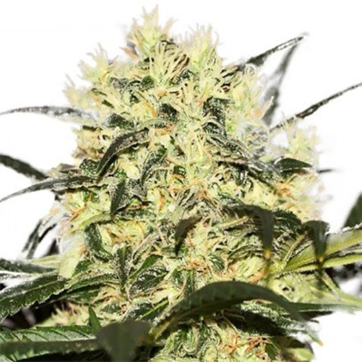 California Orange Auto
