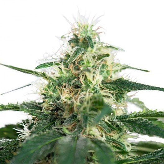 Hash Plant Auto