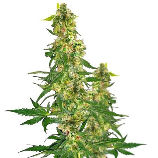 Jack Flash Feminized