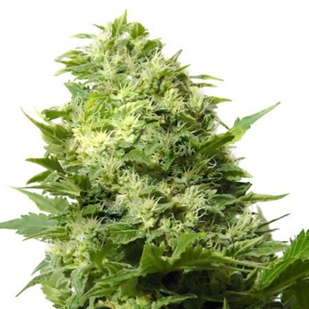 Maui Auto