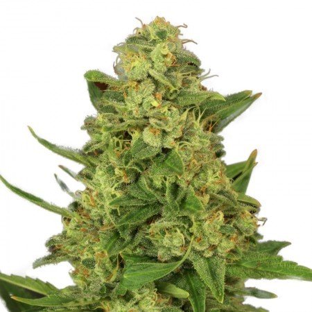 Sour Lemon OG Feminized