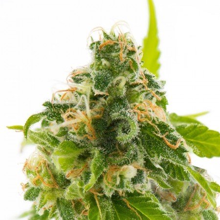 Watermelon Feminized