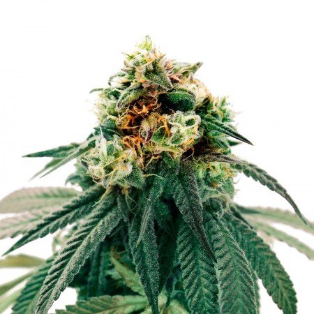 White Berry Feminized