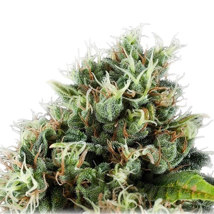 Bubble Gum Feminized