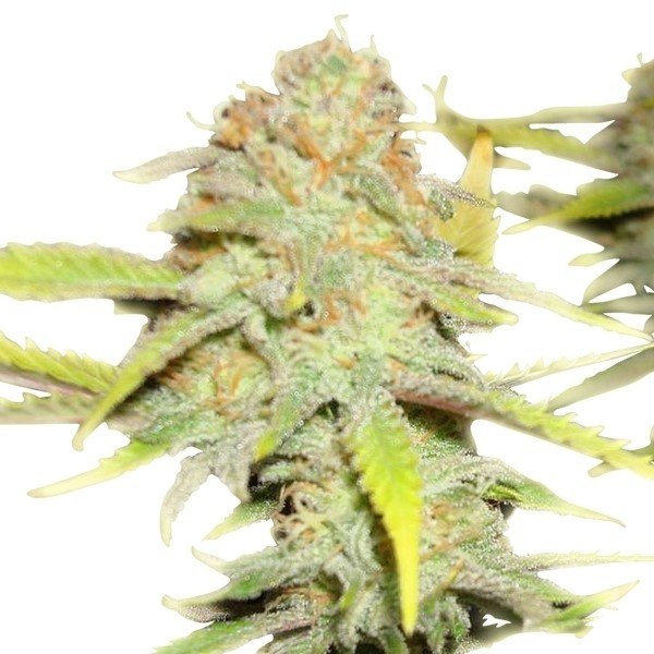 Death Star OG Auto